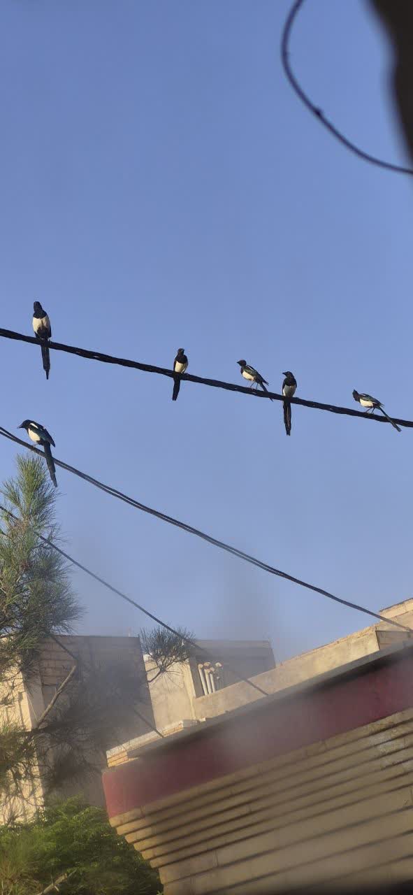 حسینیه شدن  نزدیک  است