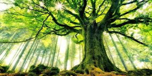 پرواز در کنار پرندگان....زیبا بودن خیلی خوشگله  +   ويدئو