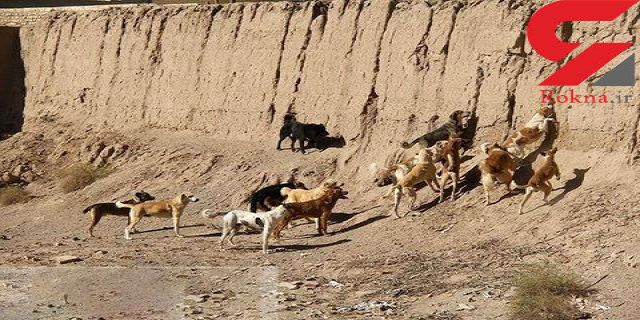 دو فوتی حاصل از گزیدگی حیوانات در هرمزگان 