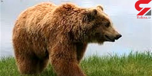 یک خرس بروجن را به هم ریخت + جزییات 