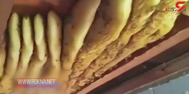   اتفاقی عجیب / کشف کندوی عسل 50 کیلویی زیر سقف خانه ای در استرالیا + فیلم