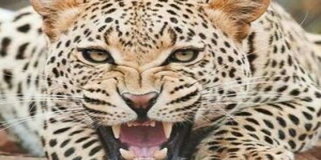 حمله پلنگ به مرد ۴۵ ساله در بابل