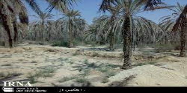 مجید ناصری‌نژاد، نماینده شادگان در مجلس: زندگی مردم خوزستان از بین رفته است / قضیه خوزستان شوخی بردار نیست / ۵ میلیون نخل در شادگان در معرض نابودی قرار دارد