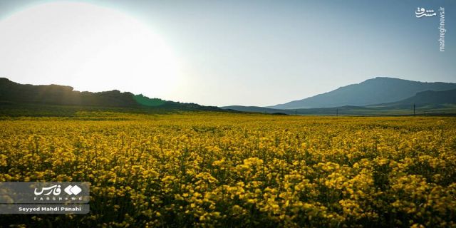 عکس/ زیبایی‌های مزارع کلزا در دشت مغان